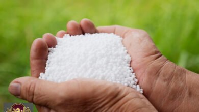 نقص الغاز الهند: كيف توقف مصانع اليوريا ويهدد أسعار الأسمدة عالمياً؟