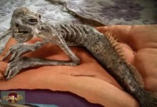 مومياء حورية يابانية: الكشف عن لغز تاريخي يثير الجدل حول الكابا