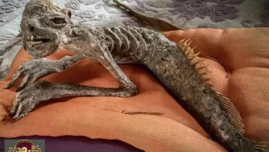 مومياء حورية يابانية: الكشف عن لغز تاريخي يثير الجدل حول الكابا