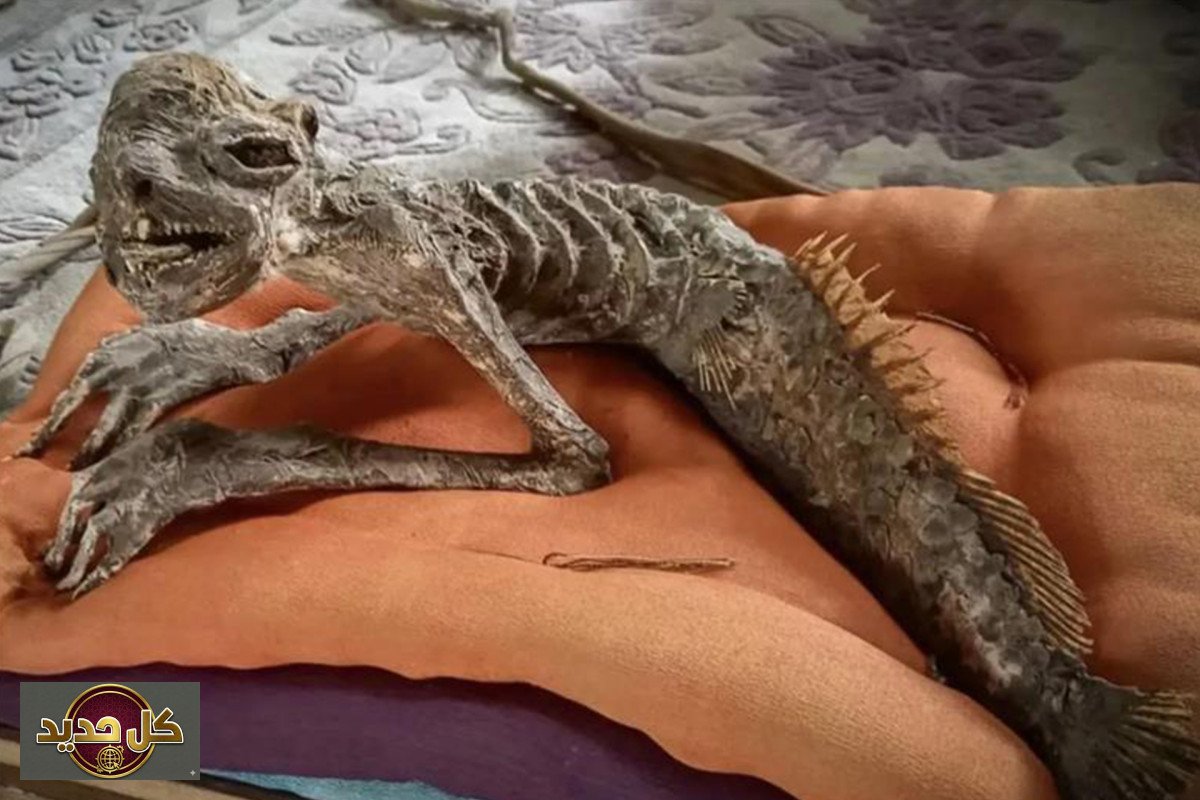 مومياء حورية يابانية: الكشف عن لغز تاريخي يثير الجدل حول الكابا