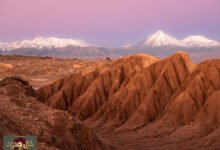 الحياة في الصحاري: اكتشاف مذهل لمرونة الكائنات في أشد البيئات جفافًا