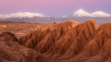 الحياة في الصحاري: اكتشاف مذهل لمرونة الكائنات في أشد البيئات جفافًا