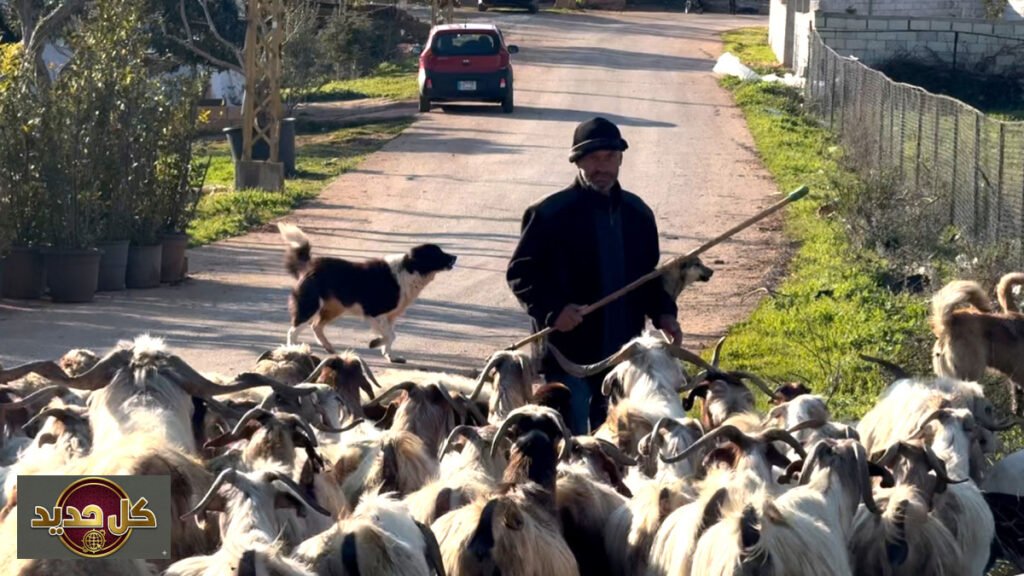 راعي جنوب لبنان: صمود محمد سويد في وجه الحرب بالخيام