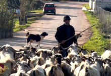 راعي جنوب لبنان: صمود محمد سويد في وجه الحرب بالخيام