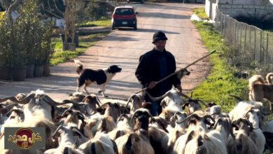 راعي جنوب لبنان: صمود محمد سويد في وجه الحرب بالخيام