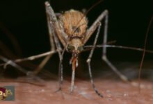 تغذية البعوض: دراسة جينية صادمة تكشف 1.8 مليون عام من تفضيل الدم البشري