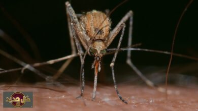 تغذية البعوض: دراسة جينية صادمة تكشف 1.8 مليون عام من تفضيل الدم البشري