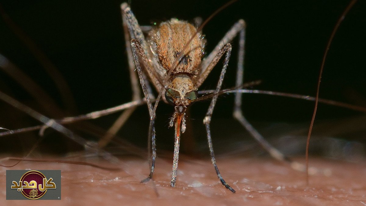 تغذية البعوض: دراسة جينية صادمة تكشف 1.8 مليون عام من تفضيل الدم البشري