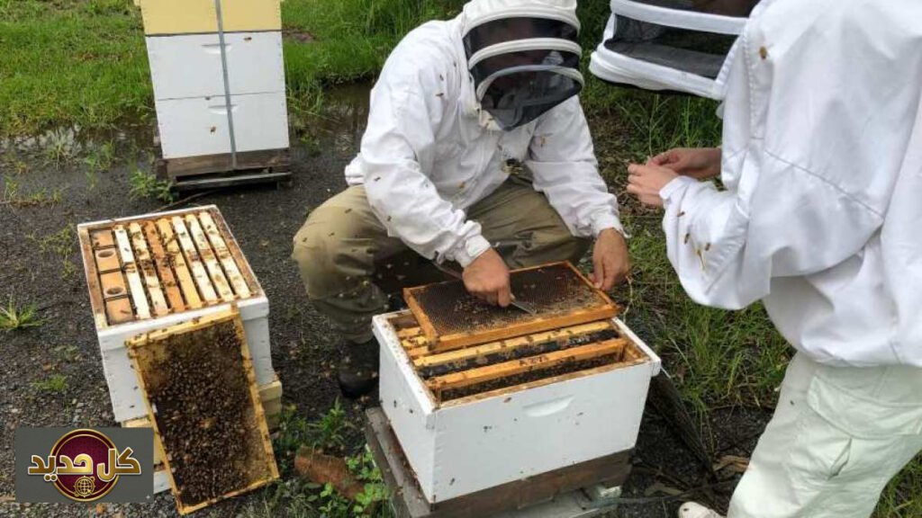 عسل مضاد للبكتيريا: اكتشاف علمي مذهل يقهر السلالات المقاومة للمضادات الحيوية