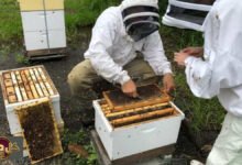 عسل مضاد للبكتيريا: اكتشاف علمي مذهل يقهر السلالات المقاومة للمضادات الحيوية