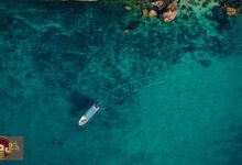 زراعة الأعشاب البحرية في عُمان: خطوة استراتيجية نحو الاقتصاد الأزرق