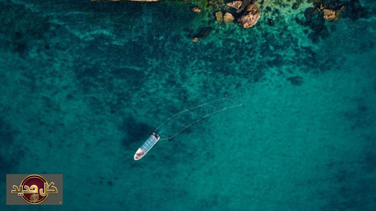 زراعة الأعشاب البحرية في عُمان: خطوة استراتيجية نحو الاقتصاد الأزرق