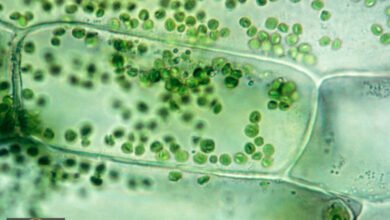 اكتشاف شد الحبل داخل الخلايا النباتية: تعقيدات غير مرئية تكشف أسرار الحياة