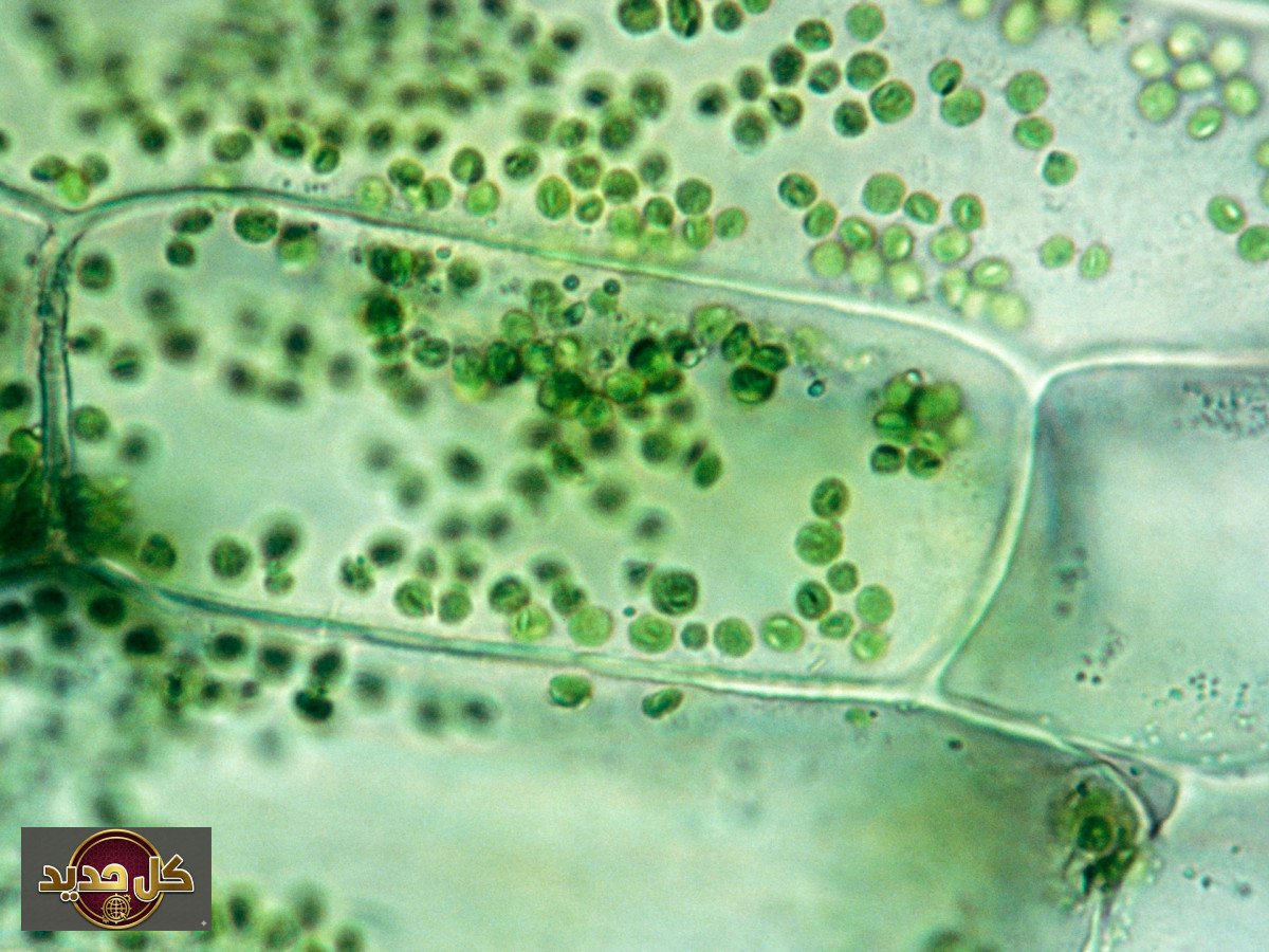 اكتشاف شد الحبل داخل الخلايا النباتية: تعقيدات غير مرئية تكشف أسرار الحياة