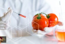 مخلفات الأدوية النفسية: اكتشاف مقلق في أوراق الطماطم والجزر