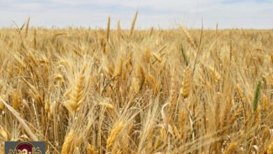 كفاءة روبيسكو: هل تحمل القرنيات سر إنهاء الجوع العالمي؟