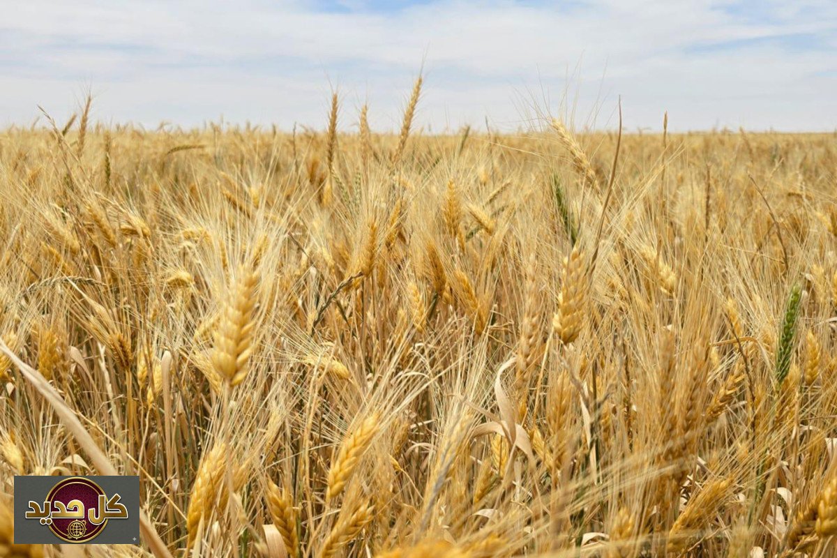 كفاءة روبيسكو: هل تحمل القرنيات سر إنهاء الجوع العالمي؟