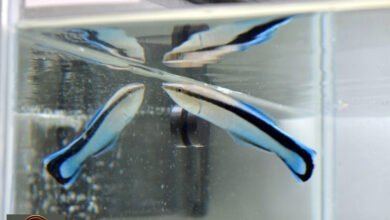 ذكاء الأسماك: سمكة صغيرة تفاجئ العلماء وتنجح في اختبار المرآة