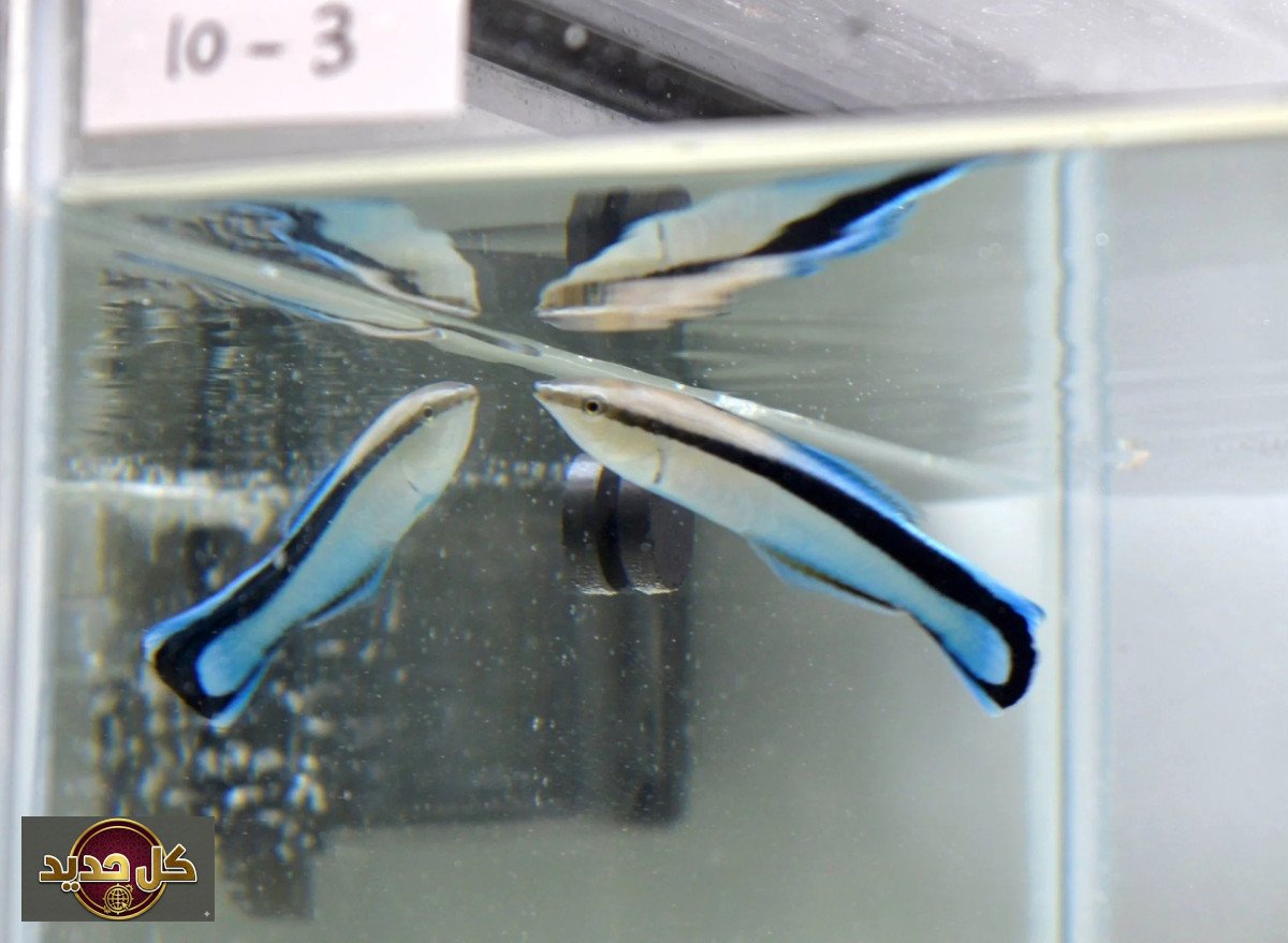 ذكاء الأسماك: سمكة صغيرة تفاجئ العلماء وتنجح في اختبار المرآة