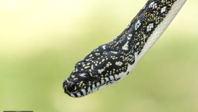 إنقاص الوزن: هل تحمل الأفاعي مفتاح العلاج الجديد للسمنة؟