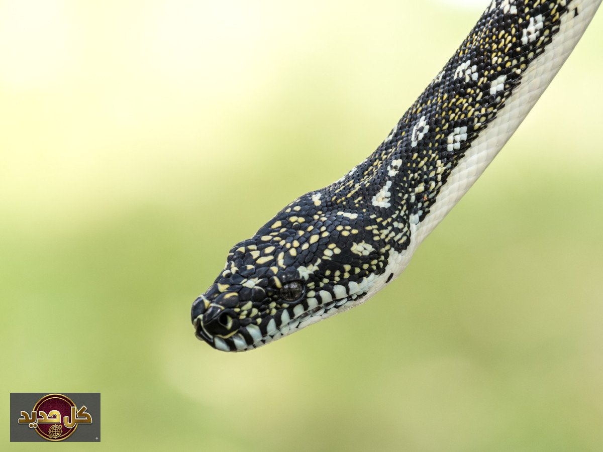 إنقاص الوزن: هل تحمل الأفاعي مفتاح العلاج الجديد للسمنة؟