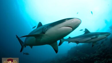 أسماك القرش الاجتماعية: اكتشاف مذهل يغير نظرتنا لسلوكها في أعماق البحار