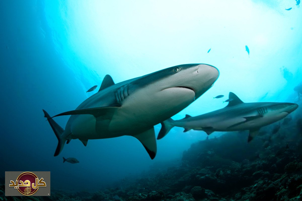 أسماك القرش الاجتماعية: اكتشاف مذهل يغير نظرتنا لسلوكها في أعماق البحار