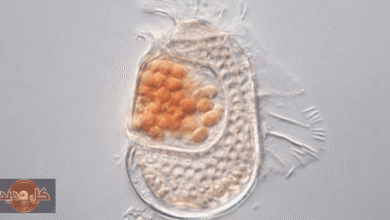 سوكوناركيوم: اكتشاف الكائن الغامض يربك العلماء ويعيد تعريف الحياة