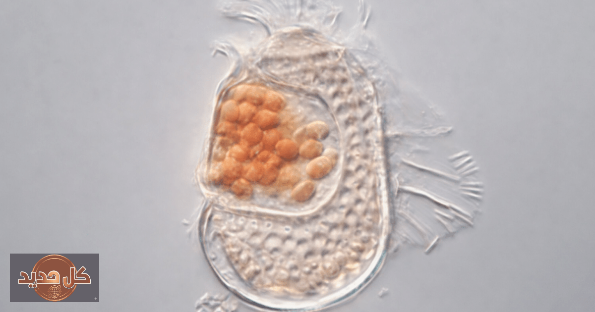 سوكوناركيوم: اكتشاف الكائن الغامض يربك العلماء ويعيد تعريف الحياة