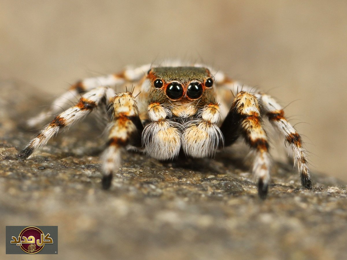 خطر اختفاء العناكب: دراسة تحذر من كارثة عالمية وشيكة