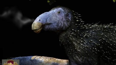 ديناصور الصين: اكتشاف مذهل عمره 125 مليون سنة بأشواك غريبة يثير حيرة العلماء