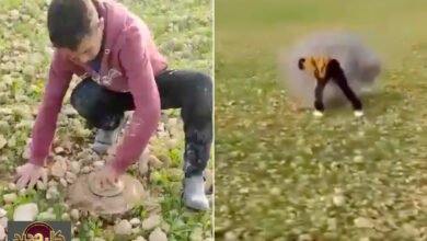 أطفال الألغام سوريا: مشاهد صادمة تثير القلق في عين عيسى