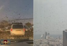 طيور تل أبيب: الكشف عن حقيقة أسراب اللقلق الماطرة التي أثارت الجدل