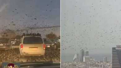 طيور تل أبيب: الكشف عن حقيقة أسراب اللقلق الماطرة التي أثارت الجدل