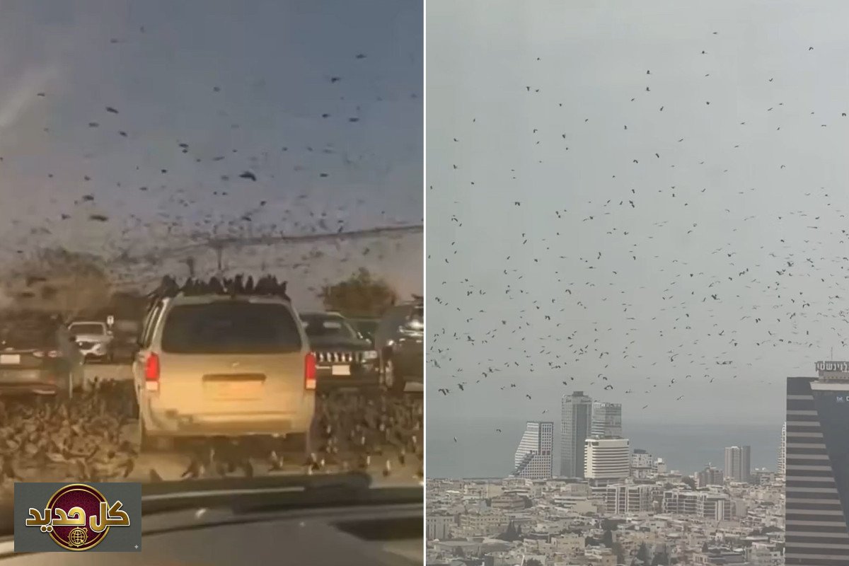 طيور تل أبيب: الكشف عن حقيقة أسراب اللقلق الماطرة التي أثارت الجدل