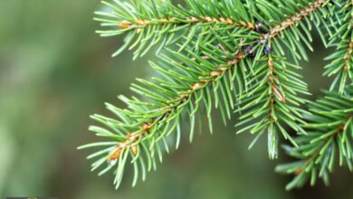 توهج الأشجار الغامض: العلماء يوثقون ظاهرة كهربائية عمرها قرن