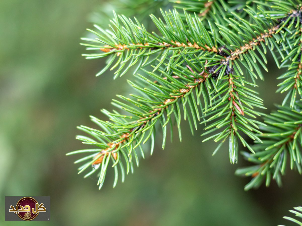 توهج الأشجار الغامض: العلماء يوثقون ظاهرة كهربائية عمرها قرن