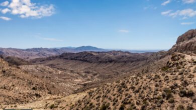 نباتات تونس العلاجية: اكتشافات صحراوية مذهلة تدهش العلماء بقدراتها الشفائية