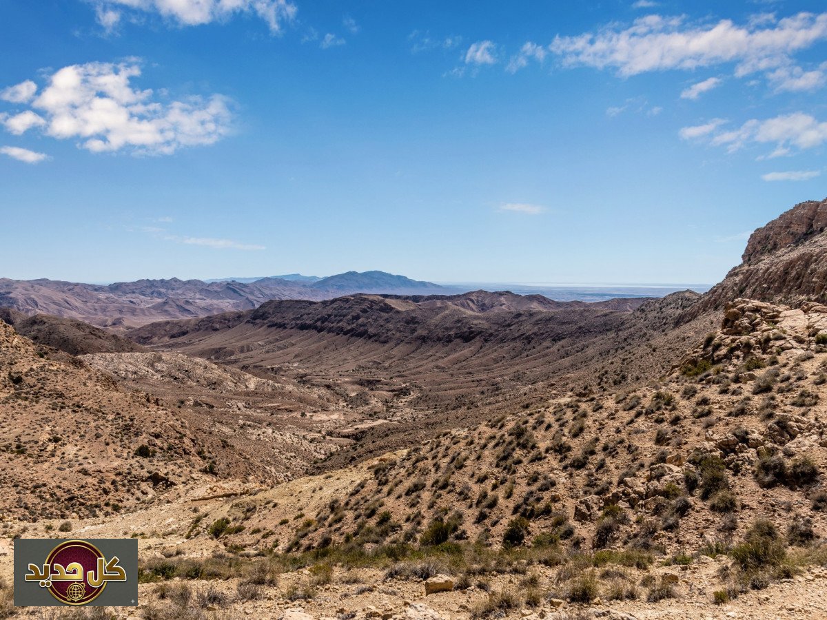 نباتات تونس العلاجية: اكتشافات صحراوية مذهلة تدهش العلماء بقدراتها الشفائية