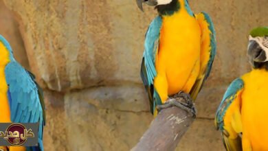 لغة الببغاوات: اكتشاف قواعد تركيبية شبيهة بالبشر في تواصلها