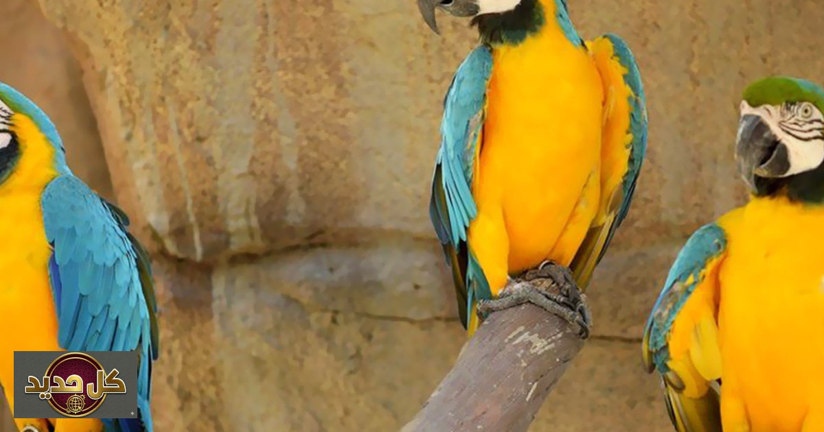 لغة الببغاوات: اكتشاف قواعد تركيبية شبيهة بالبشر في تواصلها