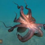أخطبوطات عملاقة: حقيقة الكراكن في محيطات العصر الطباشيري
