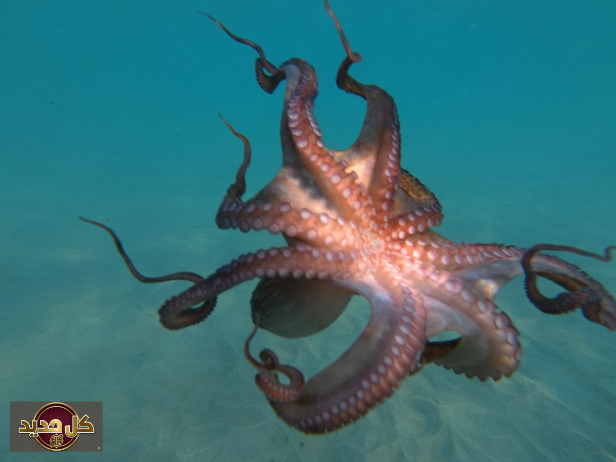 أخطبوطات عملاقة: حقيقة الكراكن في محيطات العصر الطباشيري