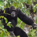 صراع الشمبانزي: "حرب أهلية" مريرة بين الأصدقاء تكشفها 30 عامًا من المراقبة