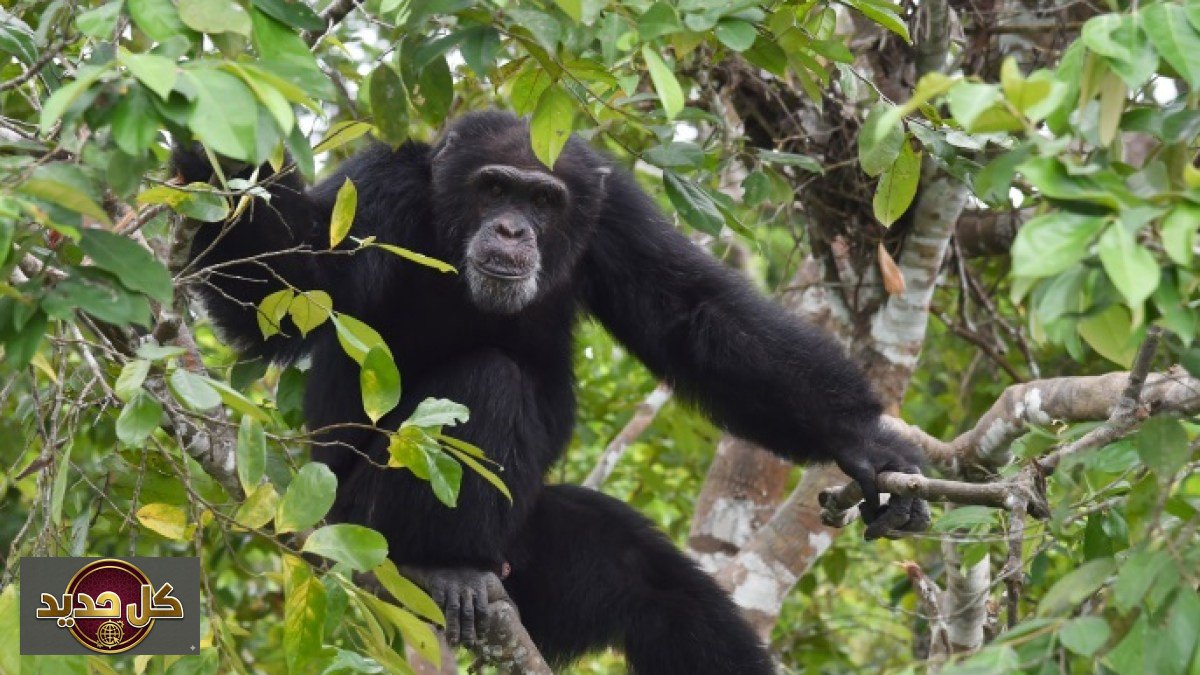 صراع الشمبانزي: “حرب أهلية” مريرة بين الأصدقاء تكشفها 30 عامًا من المراقبة
