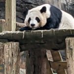 دبلوماسية الباندا: الصين تعزز الروابط قبل زيارة ترمب