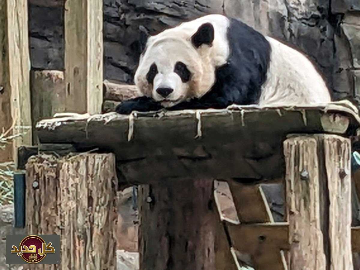 دبلوماسية الباندا: الصين تعزز الروابط قبل زيارة ترمب