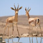 غزال الدوركاس: أعجوبة الصحراء الليبية التي تقدم دروساً للبشر