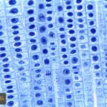 ذاكرة الإنزيمات: اكتشاف علمي مذهل يغير فهمنا للخلايا