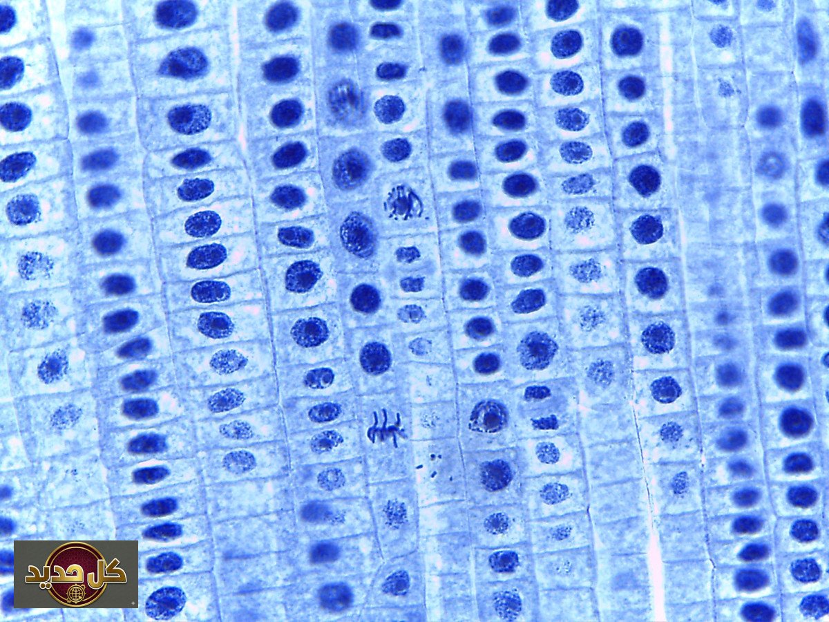 ذاكرة الإنزيمات: اكتشاف علمي مذهل يغير فهمنا للخلايا